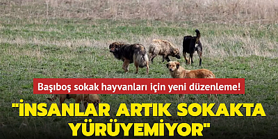 Başıboş sokak hayvanları için yeni düzenleme! Adalet Bakanı Tunç: İnsanlar artık sokakta yürüyemiyor