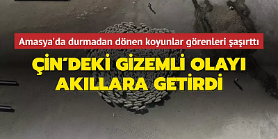 Durmadan dönen koyunlar şaşırttı... Amasya'daki görüntüler Çin'deki gizemli olayı akıllara getirdi