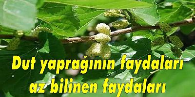 Dut yaprağının faydaları az bilinen faydaları